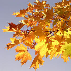 Yellow leaves coming in from the right side with a light blue, almost white sky.
